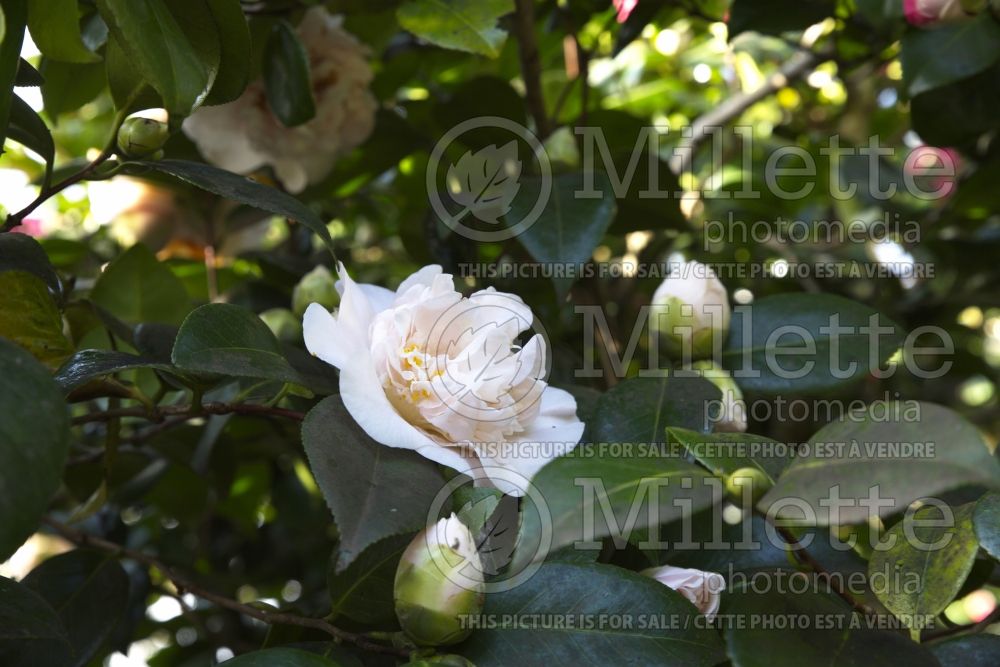 Camellia Floradora Girl (Camellia) 1