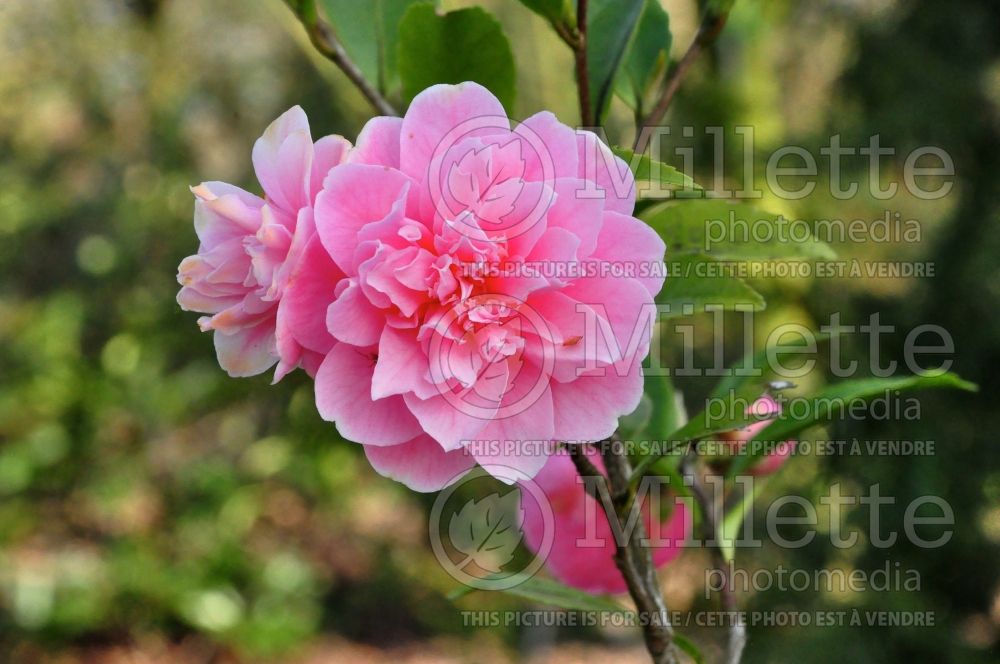 Camellia Fragrant Joy (Camellia) 1