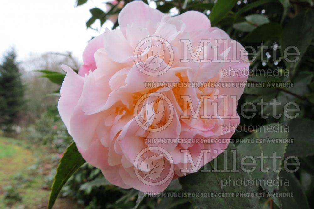 Camellia High Fragrance (Japanese Camellia)  2