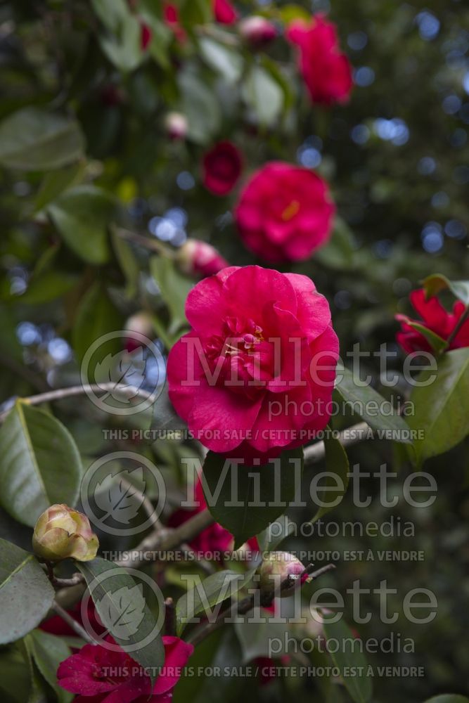 Camellia Kelvingtoniana aka Gigantea (Camellia) 1