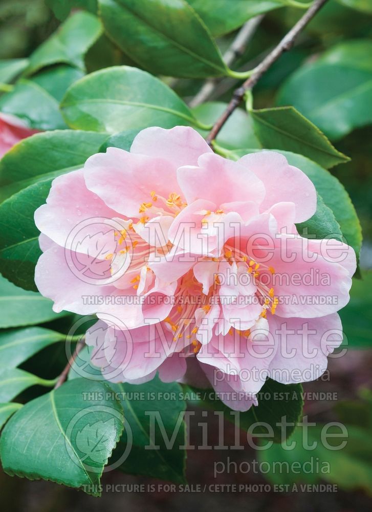 Camellia King's Ransom (Camellia) 1