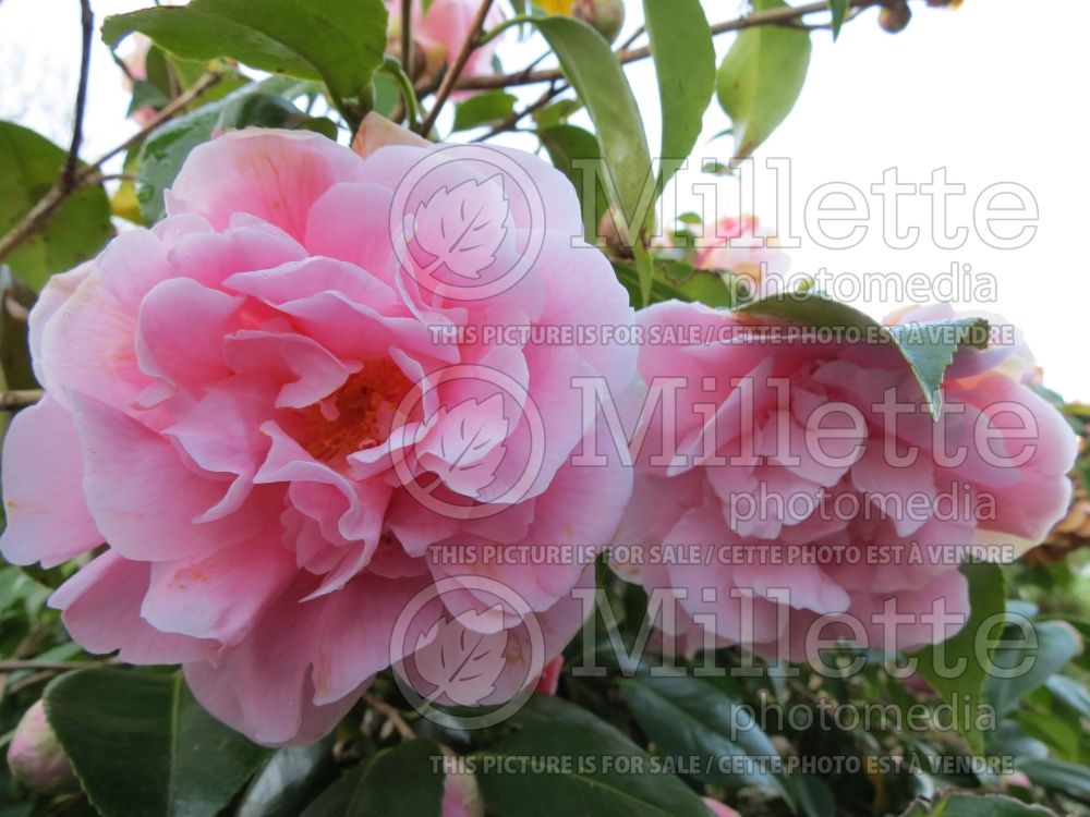 Camellia King's Ransom (Camellia) 2