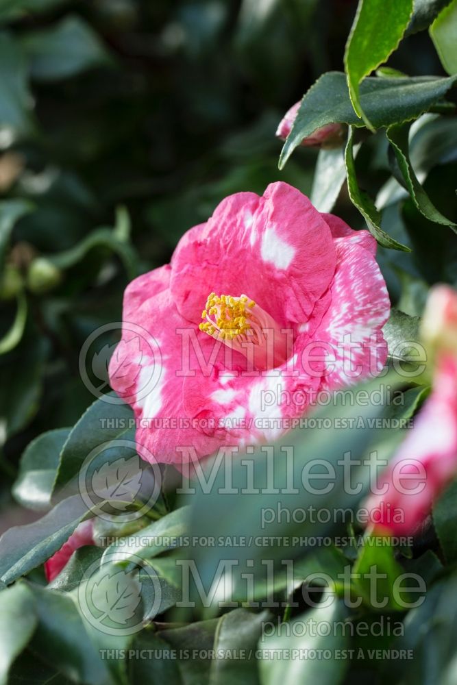 Camellia Lady de Saumarez (Camellia) 1