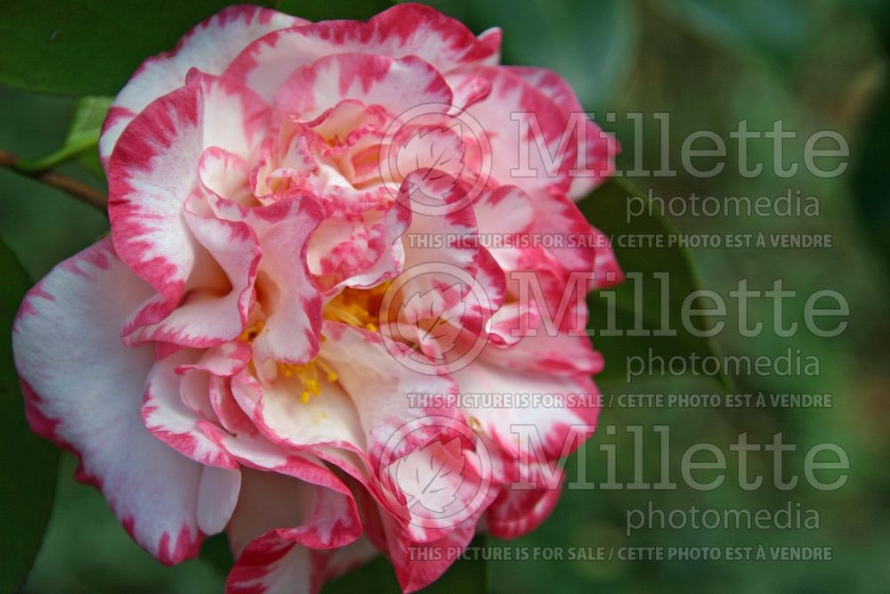 Camellia Margaret Davis (Camellia) 1