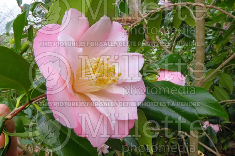 Camellia Margaret Radcliffe (Camellia) 1