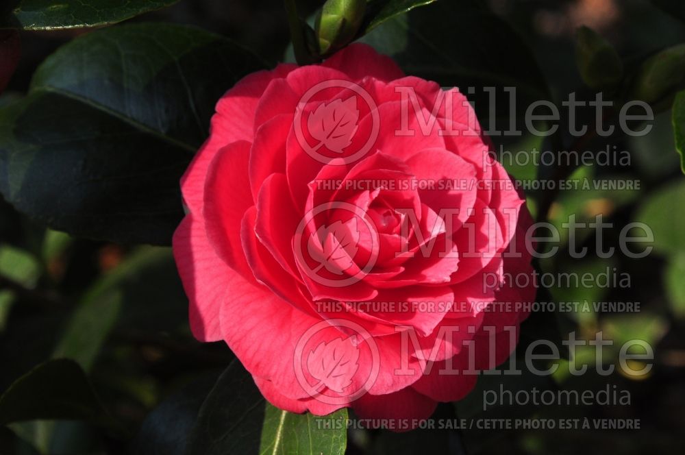 Camellia Marguerite Gouillon (Camellia) 1