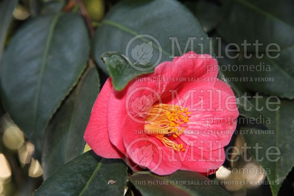Camellia Masayoshi (Camellia) 2
