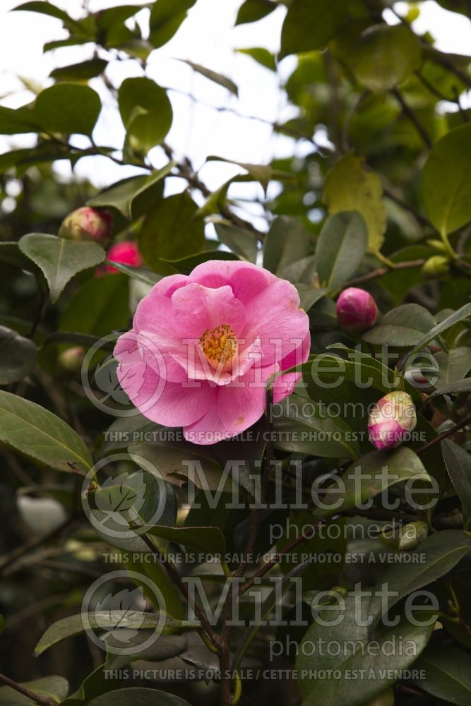 Camellia Mathotiana (Camellia) 1