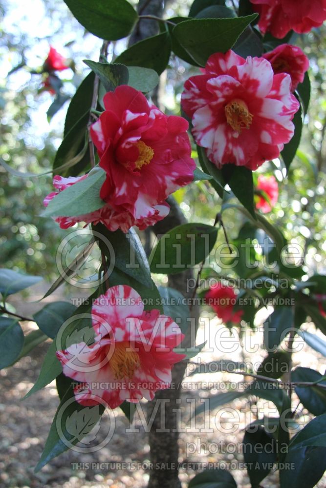 Camellia Monjisu (Camellia) 2