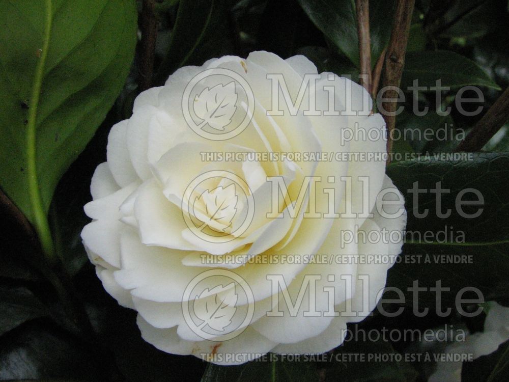 Camellia Morning Glow (Camellia) 1