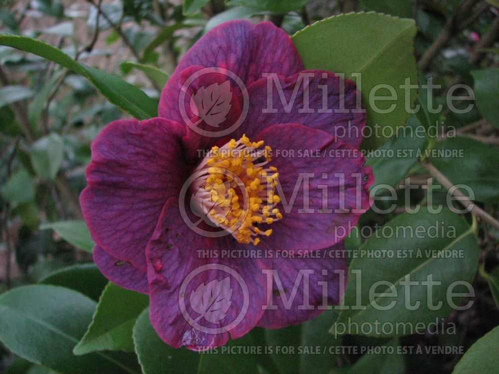 Camellia Murasaki No Ue (Japanese Camellia) 1