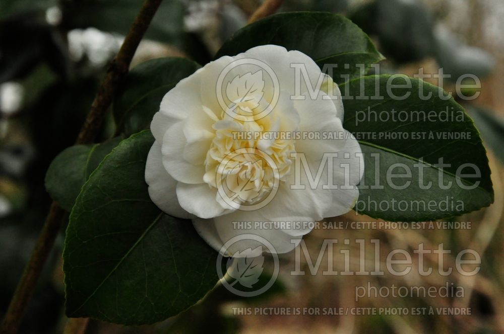 Camellia Nobilissima (Camellia) 2