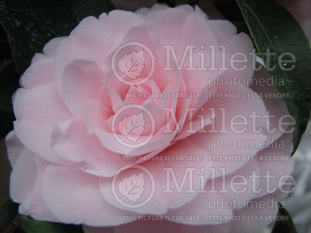 Camellia Nuccio's Cameo (Japanese Camellia) 2