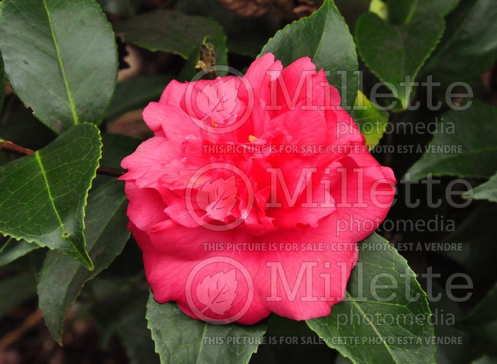 Camellia Ortigueira (Camellia) 1