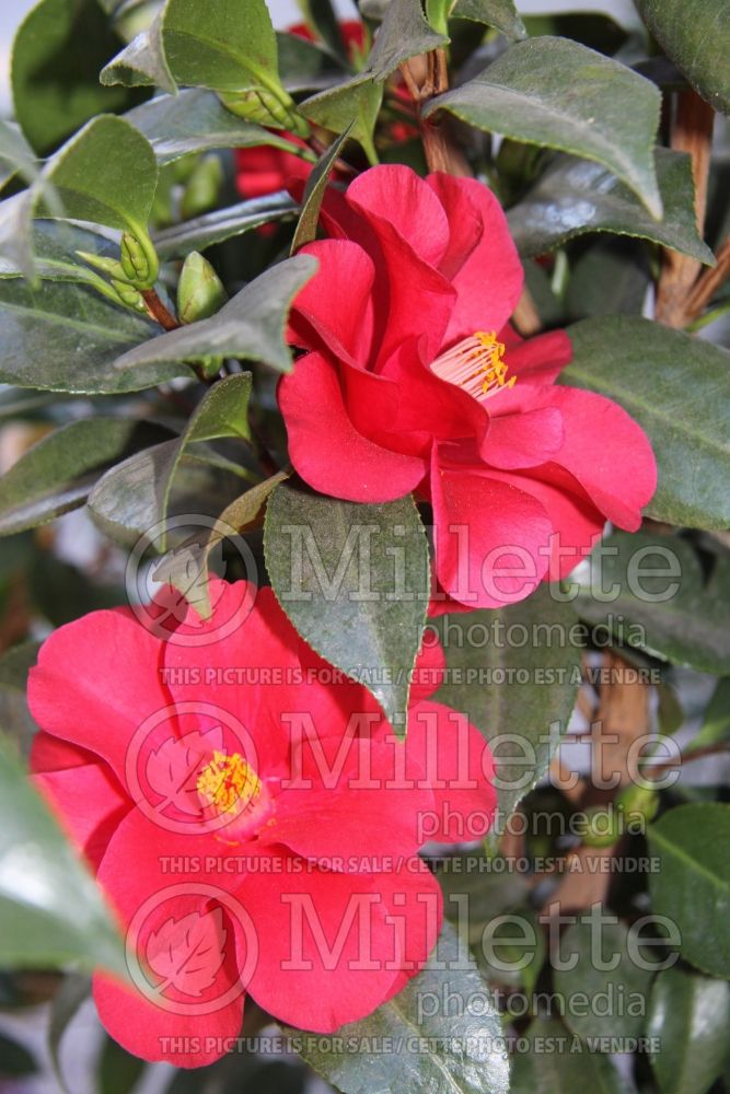 Camellia Red Hots (Camellia) 1