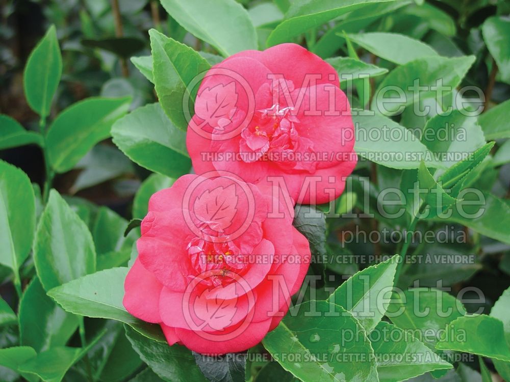 Camellia Rosehill Red (Camellia) 1