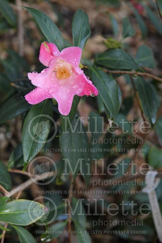 Camellia Tulip Time (Camellia) 1