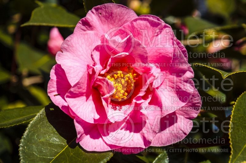 Camellia Lasca Beauty (Camellia) 1