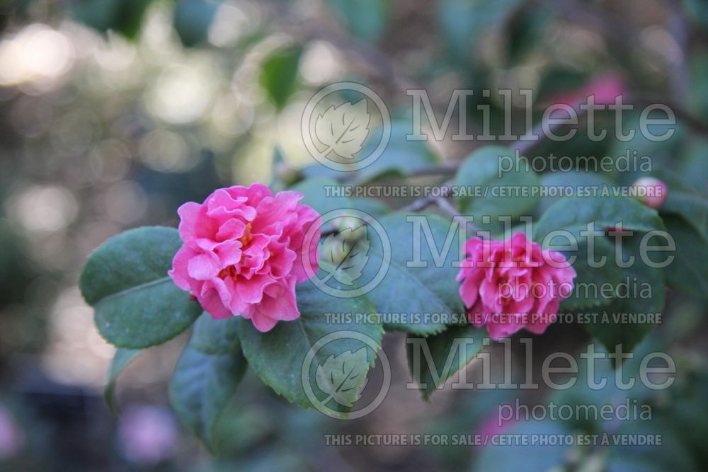 Camellia Fragrant Pink (Camellia) 1