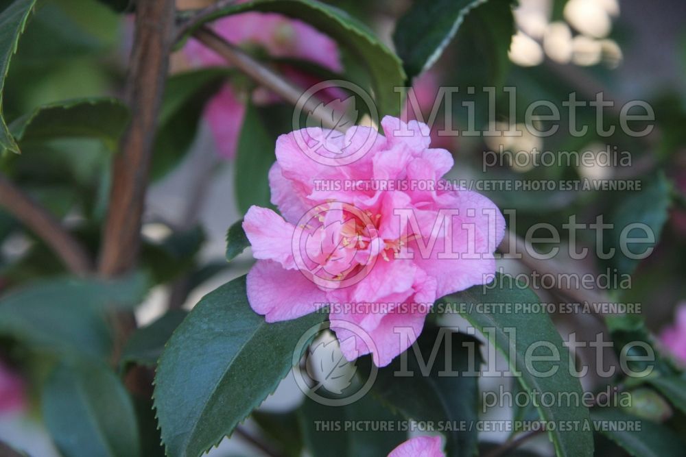 Camellia Fragrant Pink (Camellia) 3