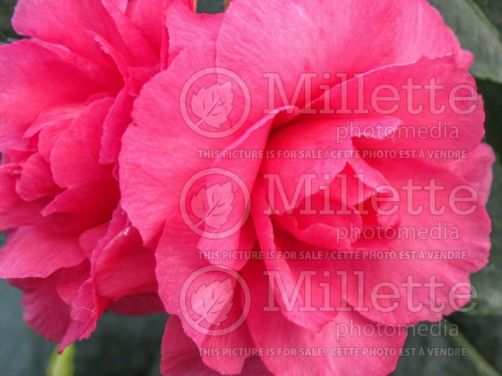 Camellia Marge Miller (Camellia) 1