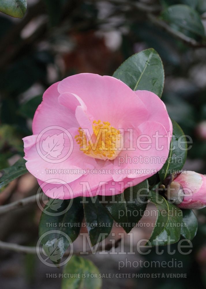 Camellia Pink Icicle (Camellia) 1 