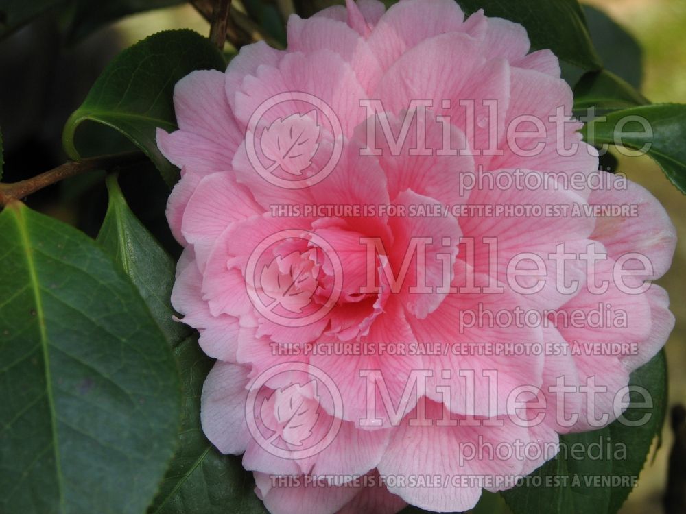 Camellia Simpatica (Camellia) 1