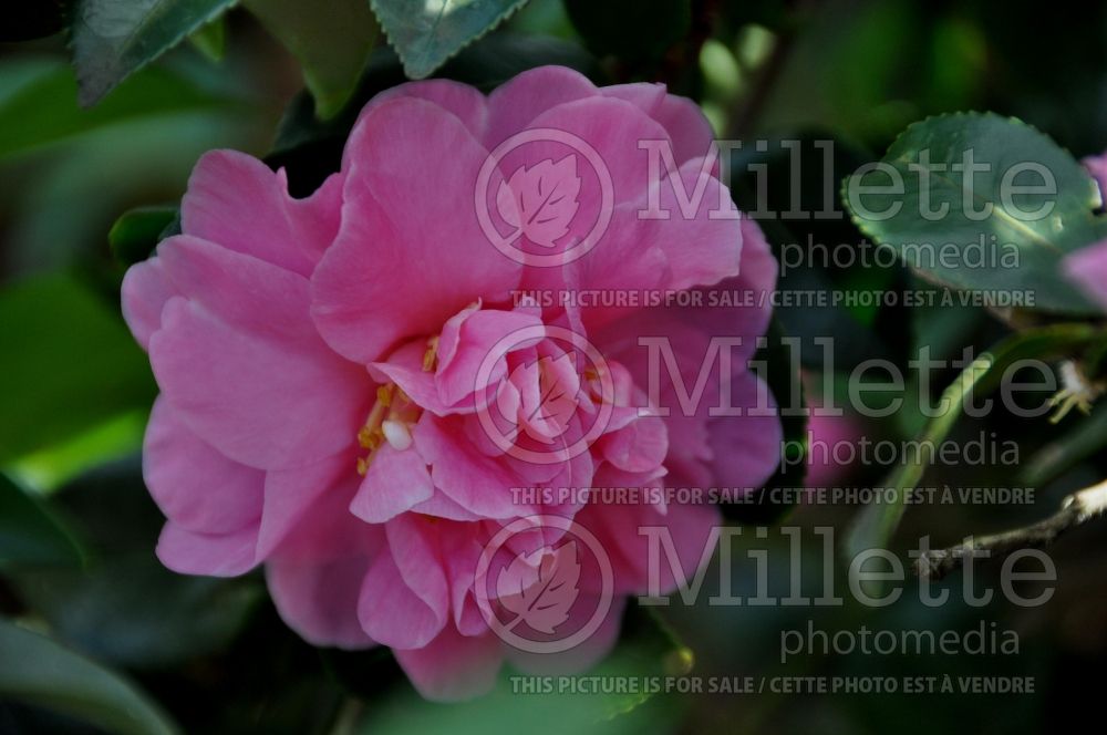 Camellia Autumn Spirit (Camellia) 1