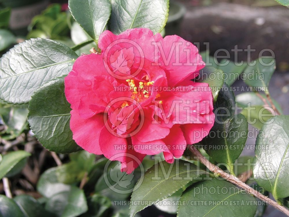 Camellia Bonanza (Camellia) 1