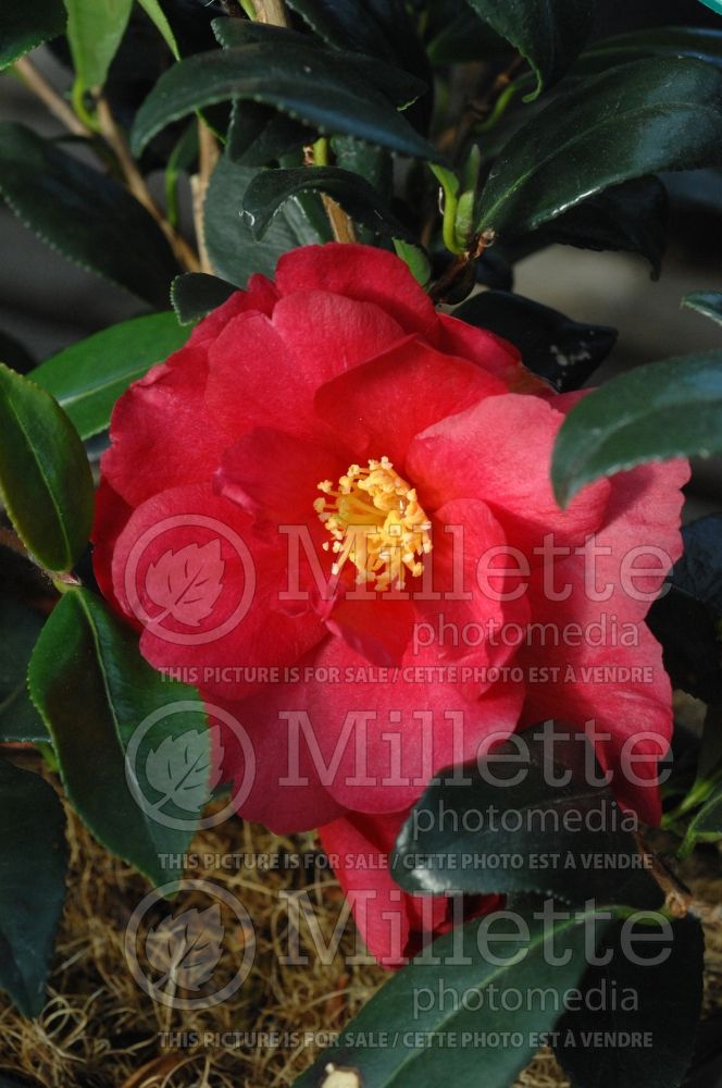 Camellia Dot Spengler (Camellia) 1