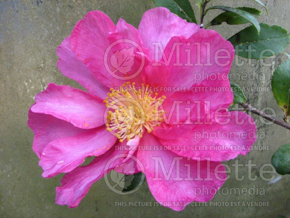 Camellia Evangelica (Camellia) 1