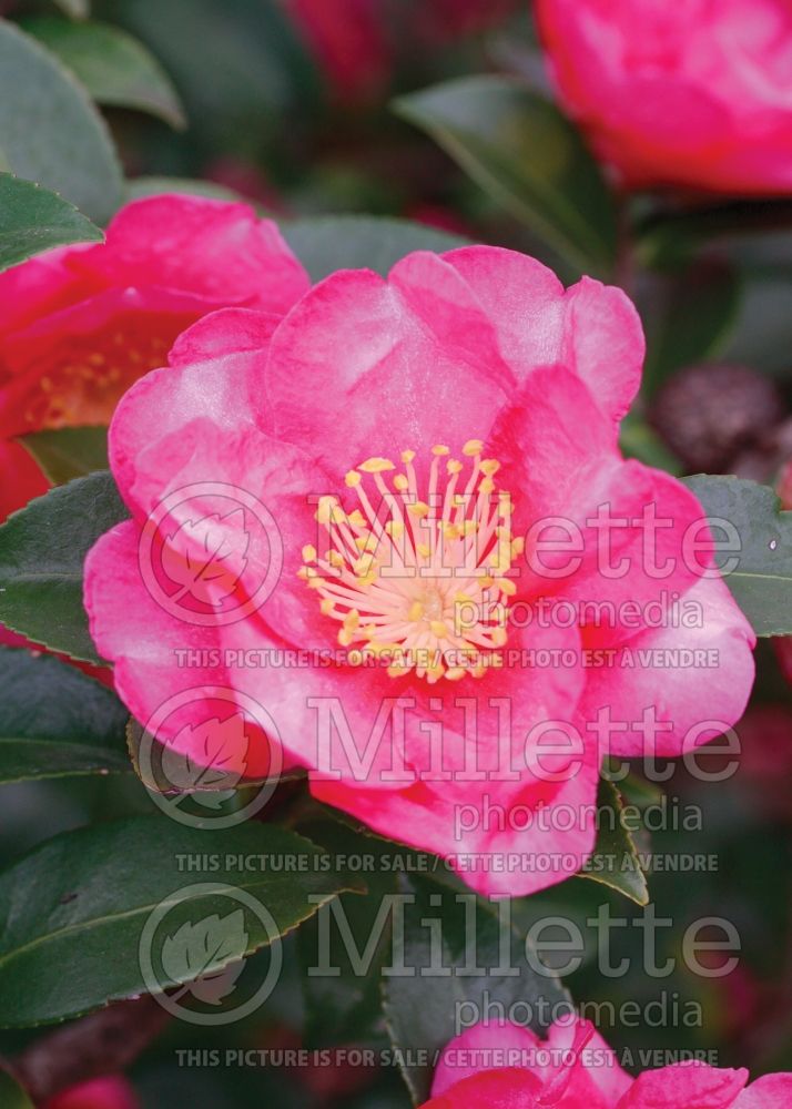 Camellia Kanjiro (Camellia) 2