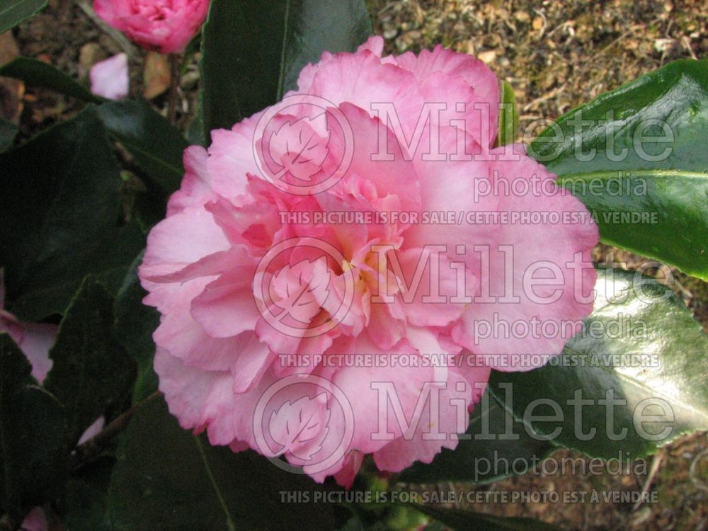 Camellia Marie Steiner (Camellia) 1