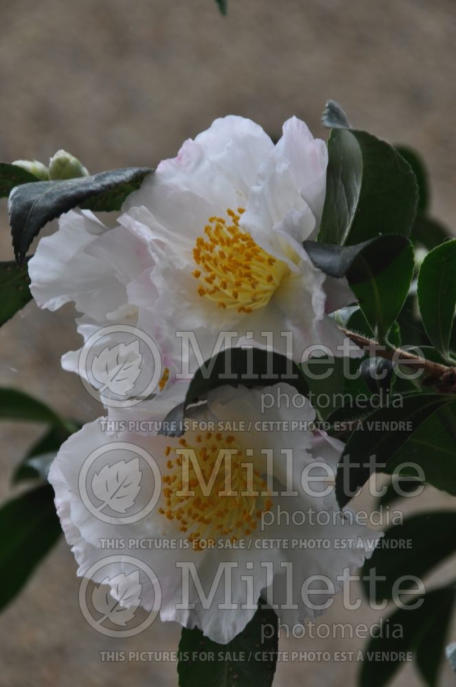 Camellia Narumigata (Camellia) 1