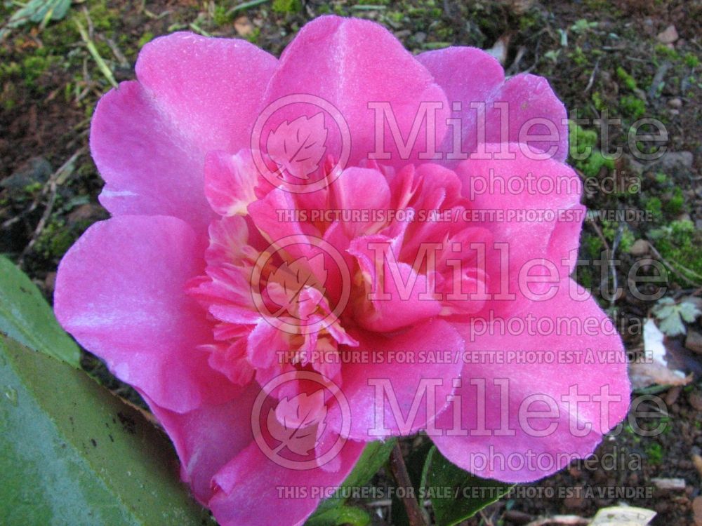 Camellia Paradise Bellinda (Camellia) 1