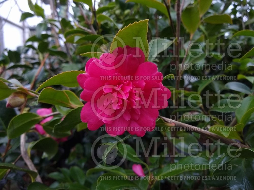 Camellia Paradise Caroline (Camellia) 1 