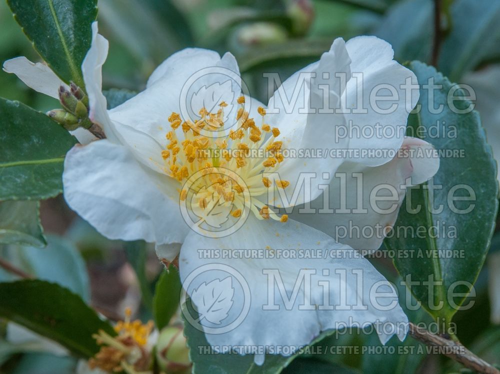 Camellia Setsugekka (Camellia) 1
