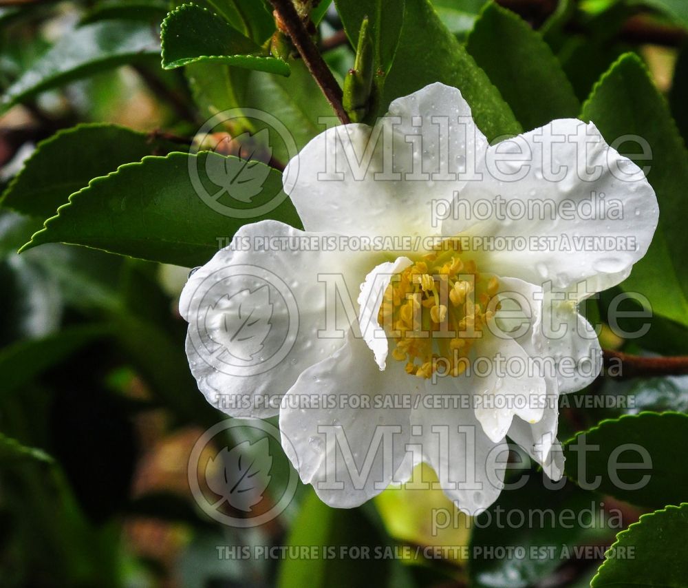 Camellia Setsugekka (Camellia) 6
