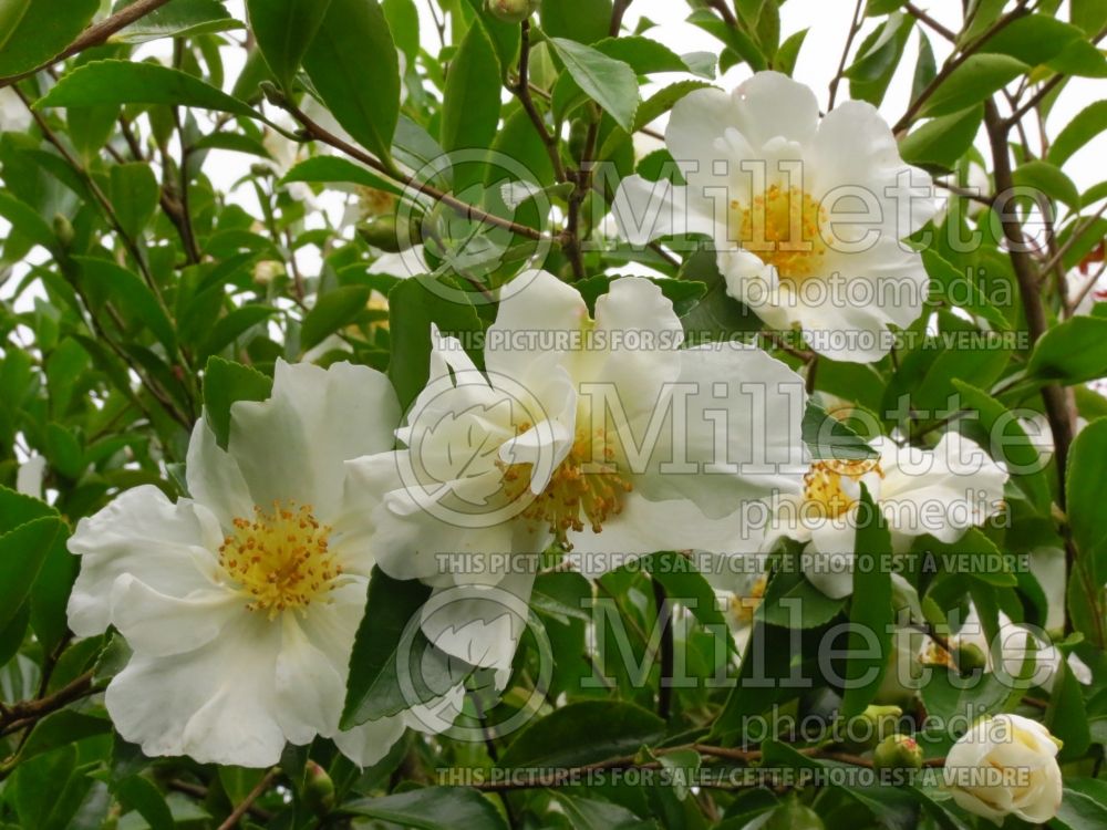 Camellia Setsugekka (Camellia) 5