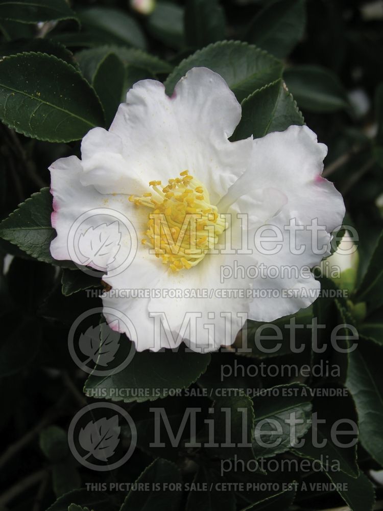 Camellia Setsugekka (Camellia) 2