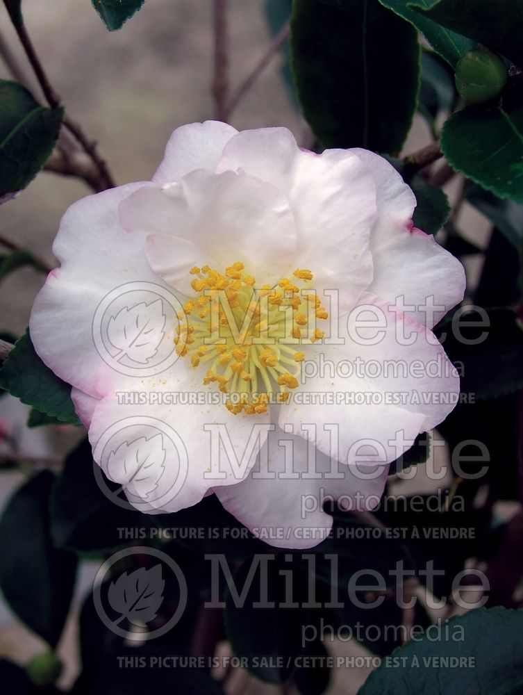 Camellia Setsugekka (Camellia) 3