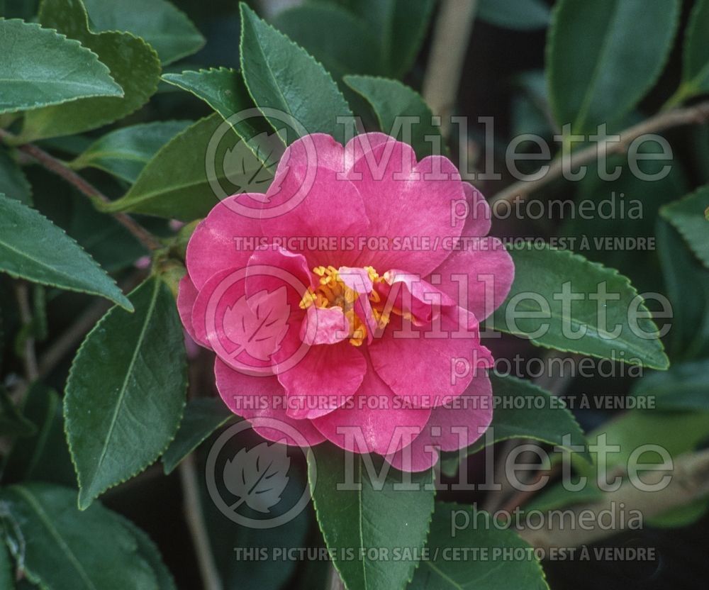 Camellia Showa-No-Sakae (Camellia) 4