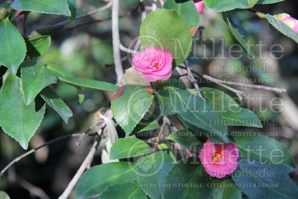 Camellia Showa-No-Sakae (Camellia) 1