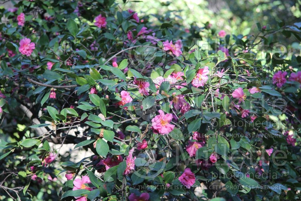 Camellia Showa-No-Sakae (Camellia) 3