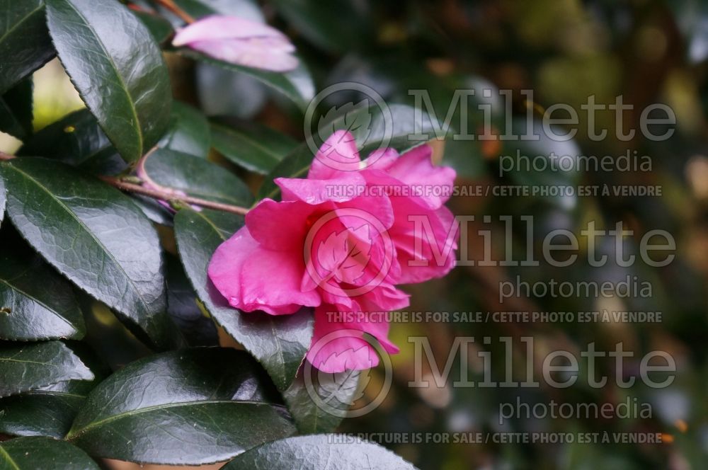 Camellia William Lanier Hunt (Camellia) 2