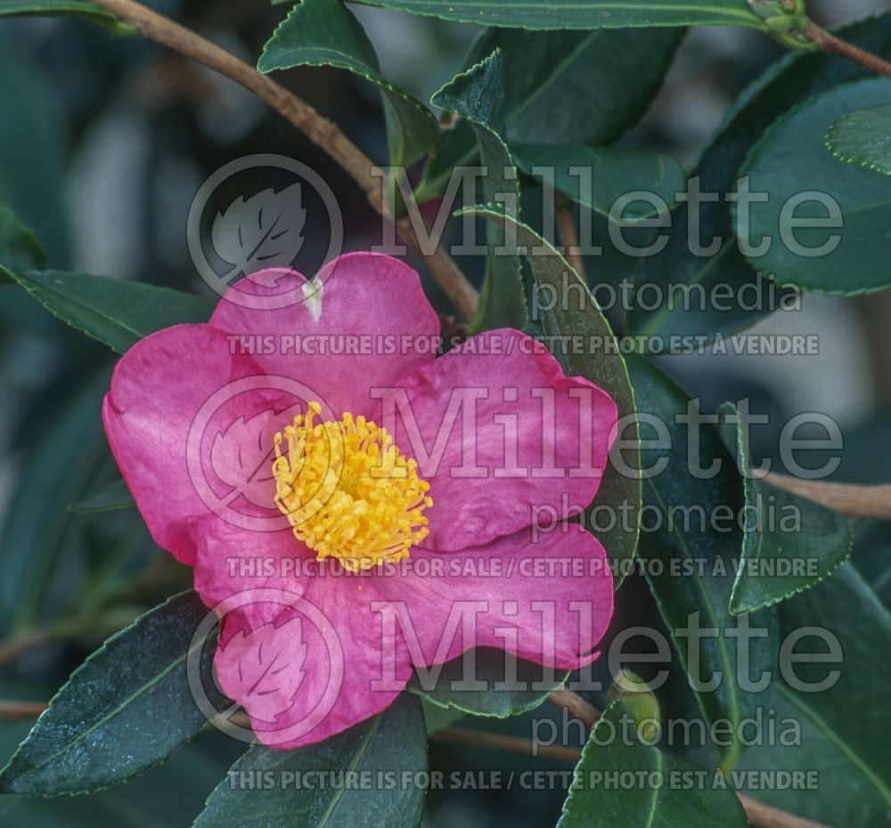 Camellia Winter's Star (Camellia) 1