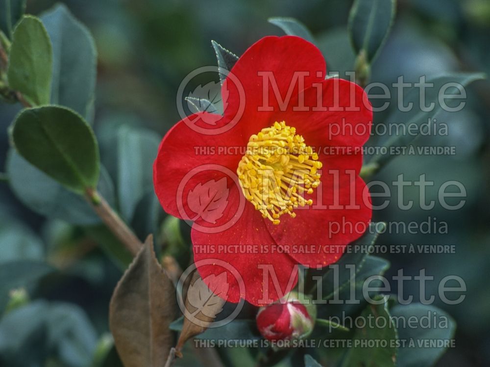 Camellia Yuletide (Camellia) 2