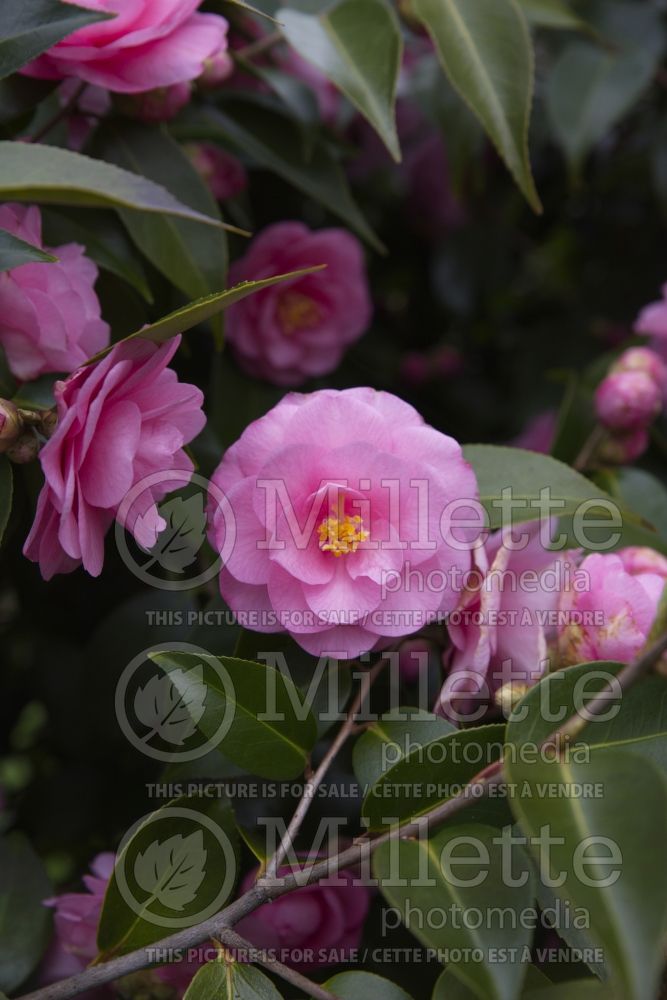 Camellia Spring Festival (Camellia) 2