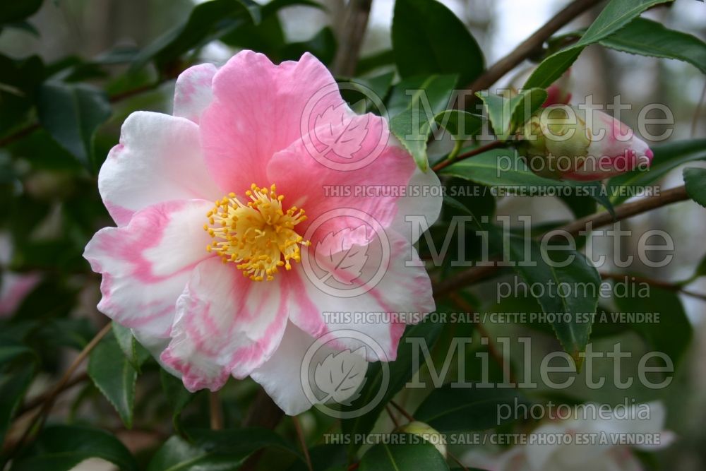 Camellia Egao (Camellia) 2