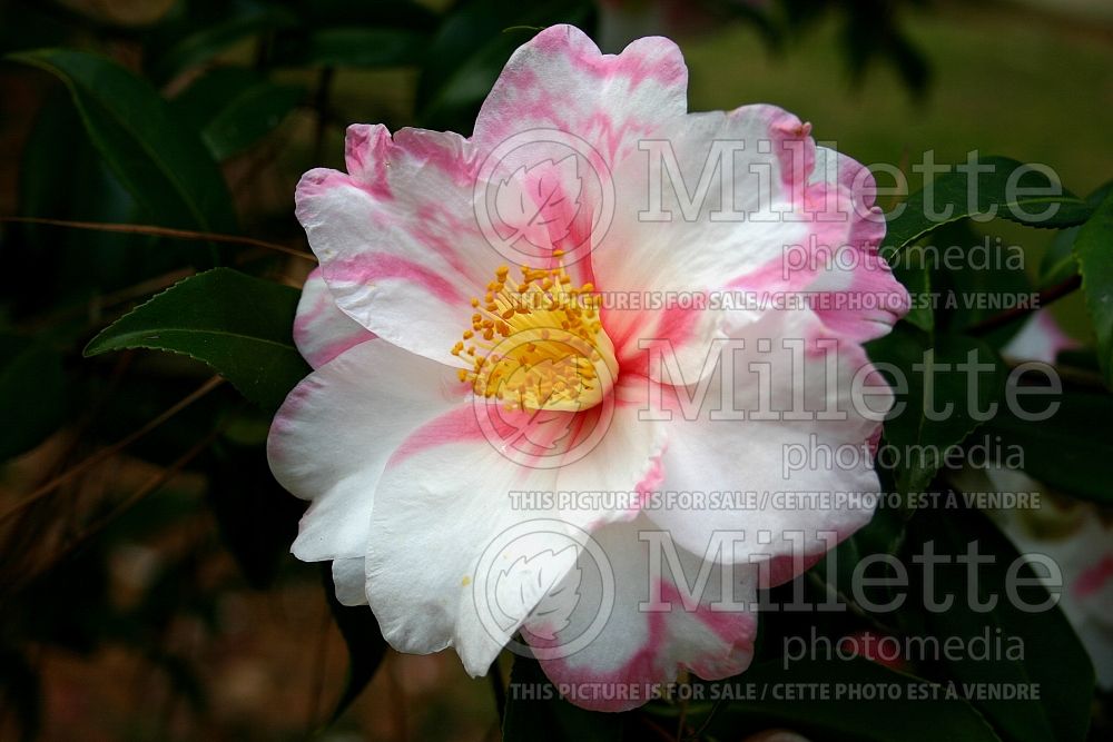 Camellia Egao (Camellia) 1